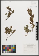 Foto von Salix waldsteiniana Willd.
